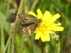 Taractrocera papyria
