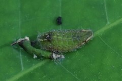 Satyrium liparops