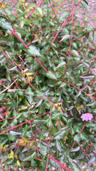 Abelia × grandiflora