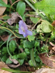 Mazus pumilus