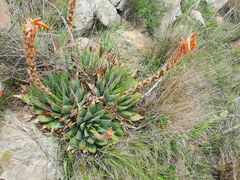 Aloe pratensis