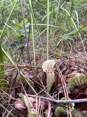 Sarracenia purpurea venosa