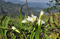Vellozia pulchra