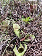 Sarracenia purpurea venosa