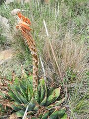 Aloe pratensis