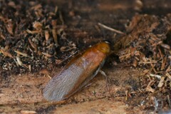 Parcoblatta virginica