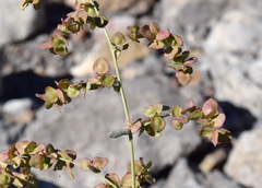 Atriplex aucheri