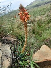 Aloe pratensis