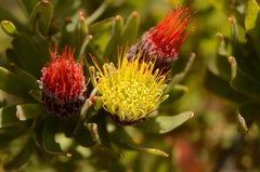 Leucospermum oleifolium
