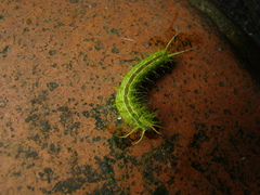 Saturniidae