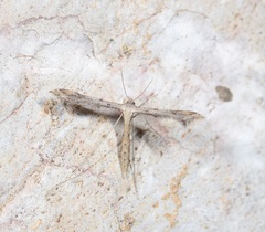 Stenoptilodes taprobanes