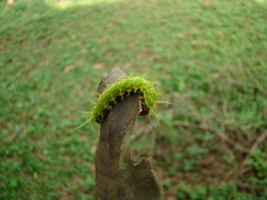Saturniidae