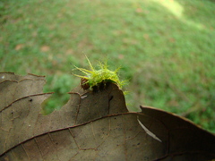 Saturniidae