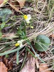 Polygaloides chamaebuxus