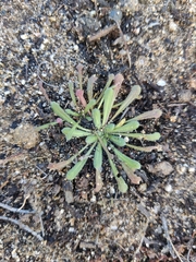 Plantago