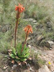 Aloe pratensis