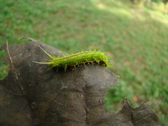 Saturniidae