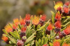 Leucospermum oleifolium