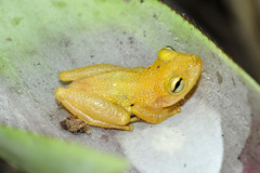 Scinax belloni