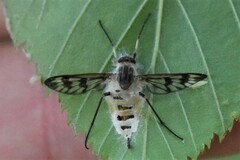 Furia ithacensis