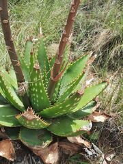 Aloe pratensis