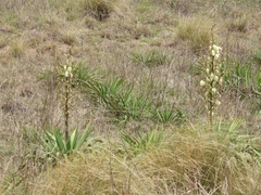 Yucca gloriosa