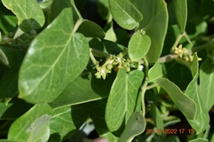 Cynanchum obtusifolium