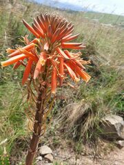 Aloe pratensis