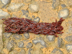 Sciaroidea