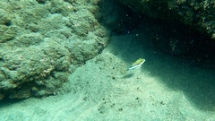 Canthigaster capistrata