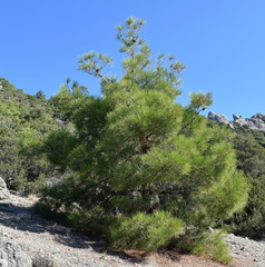 Pinus brutia pityusa