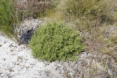 Seriphium cinereum
