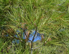Pinus brutia pityusa