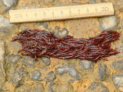 Sciaroidea