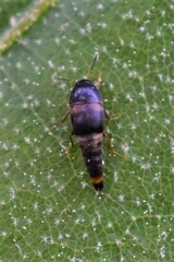 Sepedophilus