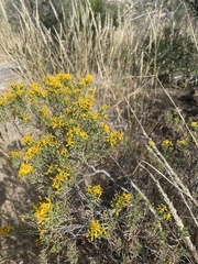 Ericameria laricifolia