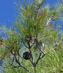 Pinus brutia pityusa