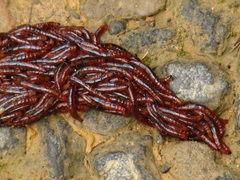 Sciaroidea