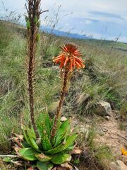 Aloe pratensis