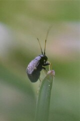 Microtechnites bractatus