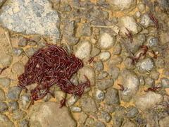 Sciaroidea