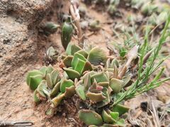 Anacampseros rufescens