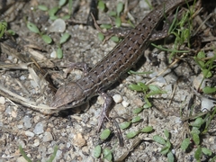 Psammodromus occidentalis