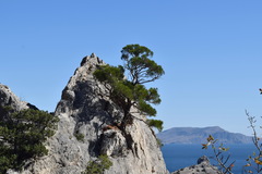 Pinus brutia pityusa