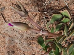 Anacampseros rufescens