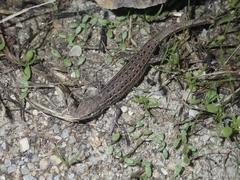 Psammodromus occidentalis