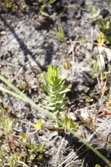 Osmitopsis asteriscoides