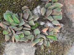 Anacampseros rufescens