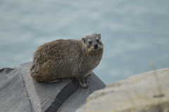 Procavia capensis