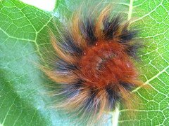Phyllalia patens